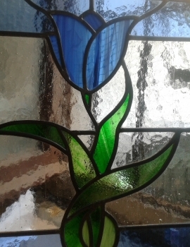 tulipano azzurro