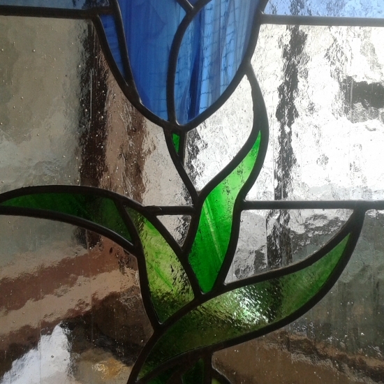 tulipano azzurro